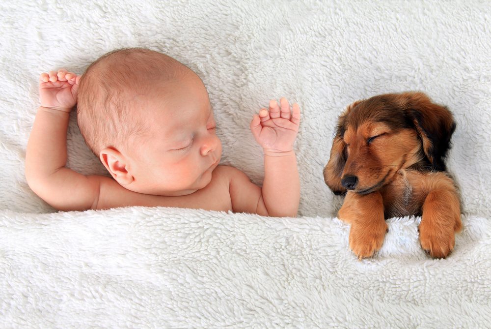 Perros y bebés: Una relación armoniosa con mi mascota